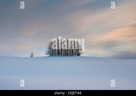 Mélèzes sur la colline douce de Seven près du village de Biei dans la neige d'hiver au lever du soleil, Hokkaido, Japon Banque D'Images