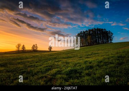 Mélèzes sur la colline douce de Seven près du village de Biei au coucher du soleil, Hokkaido, Japon Banque D'Images