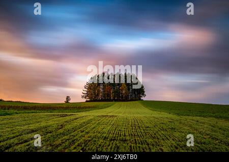 Mélèzes sur la colline douce de Seven près du village de Biei au coucher du soleil, Hokkaido, Japon Banque D'Images