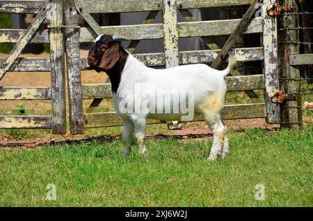 Jeunes chèvres boer mâles à la ferme Banque D'Images