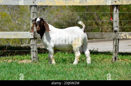 Jeunes chèvres boer mâles à la ferme Banque D'Images