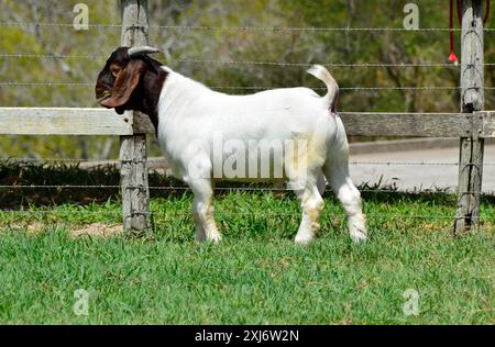 Jeunes chèvres boer mâles à la ferme Banque D'Images