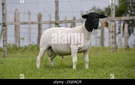 Dormeur mâle très récompensé au Brésil. Le Dorper est une race développée en Afrique du Sud Banque D'Images