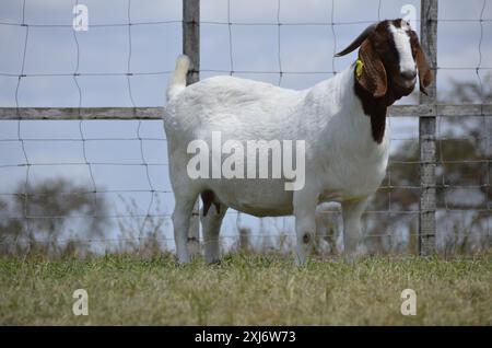 Chèvre Boer femelle au Brésil. Le Boer est une race développée en Afrique du Sud Banque D'Images