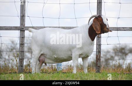 Chèvre Boer femelle au Brésil. Le Boer est une race développée en Afrique du Sud Banque D'Images