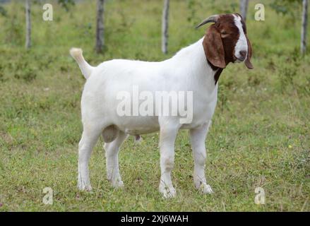 Jeunes chèvres boer mâles à la ferme Banque D'Images