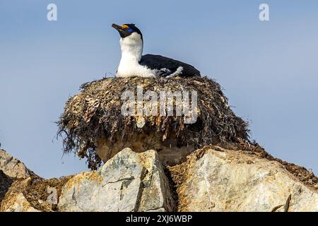 Shag aux yeux bleus, Hydrurga Rocks, Antarctique, mardi 21 novembre, 2023. photo : David Rowland / One-Image.com Banque D'Images