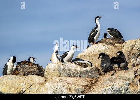 Shag aux yeux bleus, Hydrurga Rocks, Antarctique, mardi 21 novembre, 2023. photo : David Rowland / One-Image.com Banque D'Images