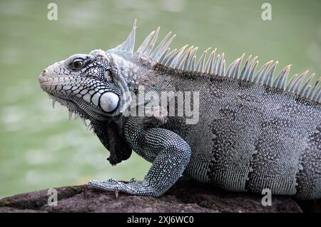 L'iguane vert est également connu comme un grand lézard arboricole du genre iguane. Faune brésilienne Banque D'Images
