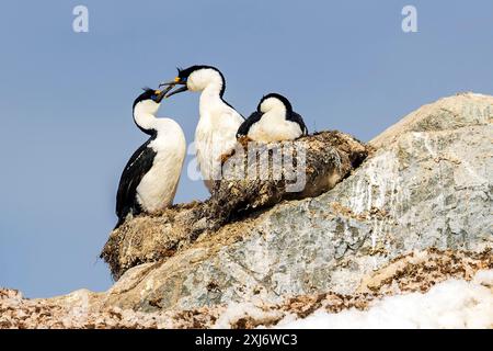 Shag aux yeux bleus, Hydrurga Rocks, Antarctique, mardi 21 novembre, 2023. photo : David Rowland / One-Image.com Banque D'Images