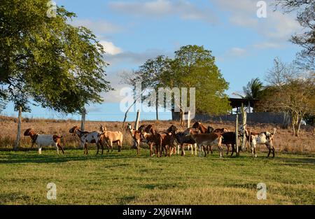 Un groupe de grandes chèvres qui paissent dans les pâturages verts de la ferme, avec un beau lac en arrière-plan Banque D'Images