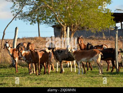 Un groupe de grandes chèvres qui paissent dans les pâturages verts de la ferme, avec un beau lac en arrière-plan Banque D'Images