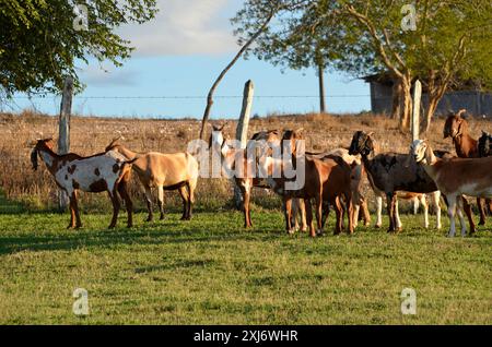 Un groupe de grandes chèvres qui paissent dans les pâturages verts de la ferme, avec un beau lac en arrière-plan Banque D'Images