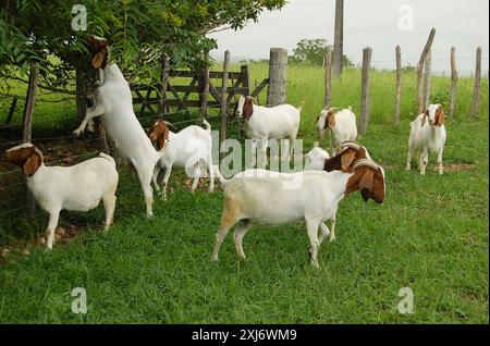 Un groupe de grandes chèvres Boers qui paissent dans les pâturages verts de la ferme Banque D'Images