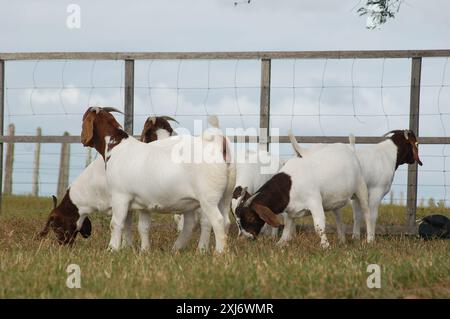 Un groupe de grandes chèvres Boers qui paissent dans les pâturages verts de la ferme Banque D'Images
