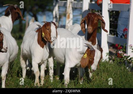 Un groupe de grandes chèvres Boers qui paissent dans les pâturages verts de la ferme Banque D'Images