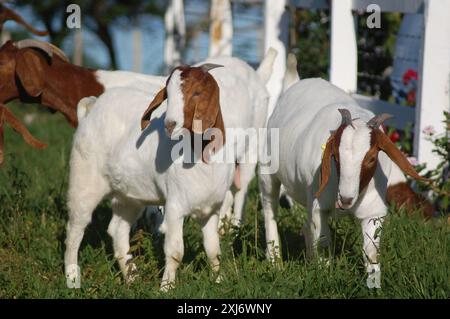 Un groupe de grandes chèvres Boers qui paissent dans les pâturages verts de la ferme Banque D'Images