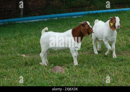 Jeunes chèvres boer mâles à la ferme Banque D'Images