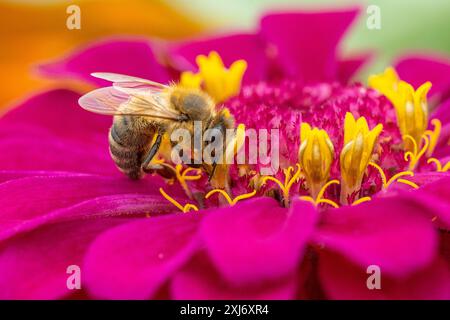 L'abeille (Apis) boit du nectar et recueille le pollen de zinnia pourpre vif dans le jardin d'été Banque D'Images