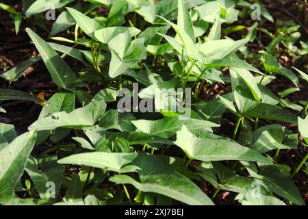 Ipomoea aquatica ou épinards d'eau et souvent aussi appelé chou frisé ou Kangkung est un légume qui est très populaire Banque D'Images