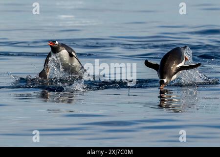 Natation des pingouins Gentoo, Cierva Cove, Terre de San Martín, Péninsule Antarctique, mardi, 21 novembre 2023. Photo : David Rowland / One-Image.com Banque D'Images