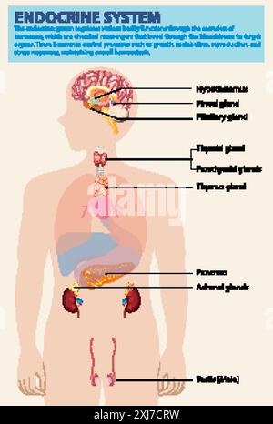 Illustration des principales glandes endocrines et organes Illustration de Vecteur