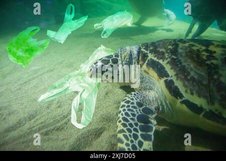 Sea Turtle mangent sac en plastique concept de pollution de l'océan Banque D'Images