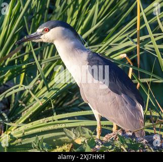 Heron de nuit couronné noir, buvant au coucher du soleil. Sunnyvale WPCP Pond, comté de Santa Clara, Californie, États-Unis. Banque D'Images