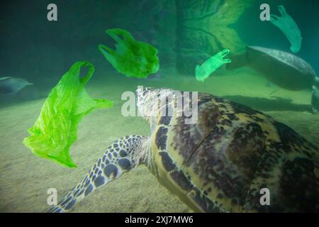 Sea Turtle mangent sac en plastique concept de pollution de l'océan Banque D'Images