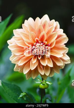 Belle fleur de dahlia décorative orange et rouge au beau jour avec un fond bokeh flou agréable et doux. Concept floristique ou jardinage. Copier l'espace. Banque D'Images