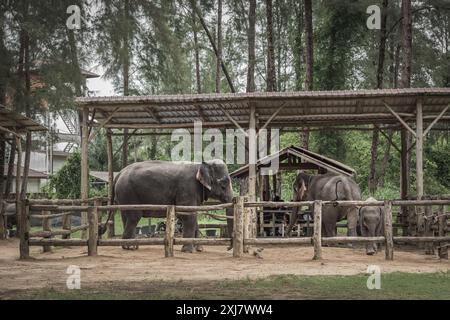 Éléphants asiatiques en captivité. Grand éléphant d'Asie dans le sanctuaire Phuket. Sanctuaire domestique d'éléphants pour les touristes à visiter. Sauvetage d'animaux. Éléphant derrière Banque D'Images