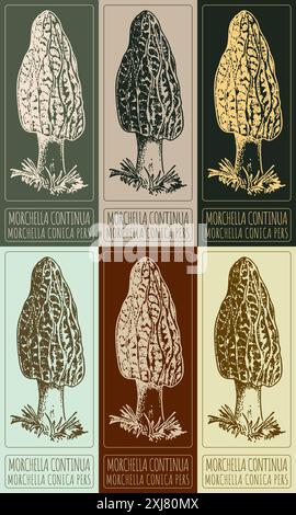 Ensemble de dessin vectoriel MORCHELLA CONTINUA en différentes couleurs. Illustration dessinée à la main. Le nom latin est MORCHELLA CONICA PERS. Illustration de Vecteur