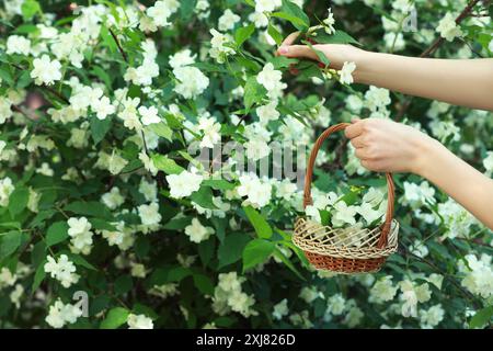 Femme tenant un panier en osier avec des fleurs de jasmin près de l'arbuste à l'extérieur, gros plan Banque D'Images