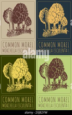 Ensemble de dessin vectoriel COMMUN MOREL en différentes couleurs. Illustration dessinée à la main. Le nom latin est MORCHELLA ESCULENTA L. Illustration de Vecteur