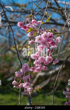 Prunus serrulata 'Chouryou', également connu sous le nom de cerise japonaise. En fleur au début du printemps dans les jardins botaniques Temiya Ryokuka, Otaru, Hokkaido, Japon. Banque D'Images