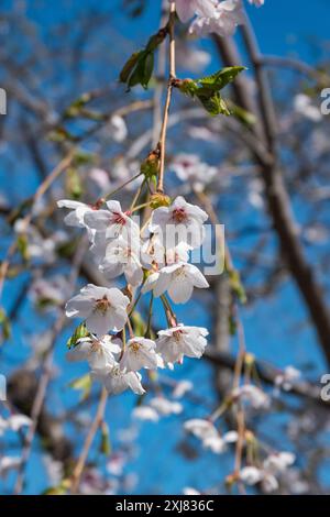 Cerasus 'Yoshino-shidare', également connu sous le nom de 'Yoshino Cherry', en fleur au début du printemps dans les jardins botaniques Temiya Ryokuka, Otaru, Hokkaido, Japon Banque D'Images