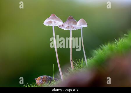 Gros plan de trois minuscules champignons de casque saignant (Mycena haematopus) debout ensemble dans la mousse - macro Banque D'Images