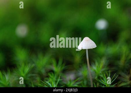 Gros plan d'un minuscule champignon de casque saignant (Mycena haematopus) debout seul dans la mousse - macro Banque D'Images