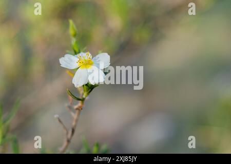 Fleur de Jarilla, Helianthemum almeriense, avec un accent sélectif sur les étamines de la fleur et l'espace négatif Banque D'Images