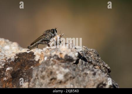 Mouche tueuse, Asilidae, mangeant une papille au petit déjeuner, Alcoy, Espagne Banque D'Images