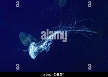 Groupe de méduses d'ortie de mer Atlantique, Chrysaora quinquecirrha, ortie de mer de coût est, nage dans un aquarium éclairé avec un éclairage bleu. Thériologie, b Banque D'Images