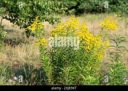 Verge d'or canadienne, Solidago canadensis jaune fleurs d'été foyer sélectif Banque D'Images