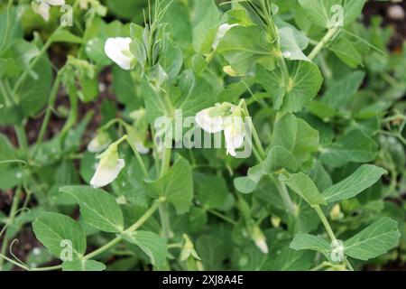 Gros plan de jeunes plants de pois doux poussant dans le lit du jardin Banque D'Images