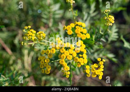 tanaisie commune, Tanacetum vulgare fleurs jaunes d'été gros plan sélectif Banque D'Images