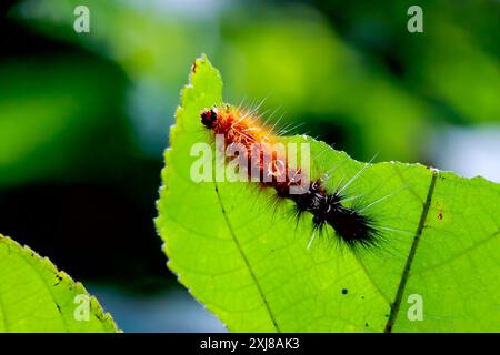 Une chenille orange éclatante, Spilarctia subcarnea (Spilarctia nydia werneri), avec une queue noire et de longs poils blancs, perchée sur une feuille verte. Wulai, Banque D'Images