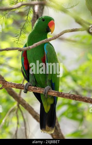 Eclectus papou à côtés rouges - Eclectus polychloros, beau perroquet populaire coloré originaire des forêts tropicales de Nouvelle-Guinée, Papouasie-Nouvelle-Guinée. Banque D'Images