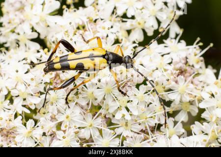 Coléoptère longhorne noir et jaune ou tacheté - Rutpela maculata, sur un ombellifère Banque D'Images