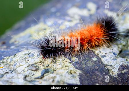 Vue détaillée d'une larve de lichen orange et noir avec des poils touffetés. Capture la texture et les couleurs uniques, Wulai, Taiwan. Banque D'Images