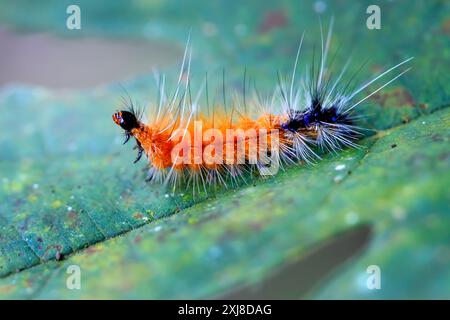 Une chenille orange éclatante, Spilarctia subcarnea (Spilarctia nydia werneri), avec une queue noire et de longs poils blancs, perchée sur une feuille verte. Wulai, Banque D'Images