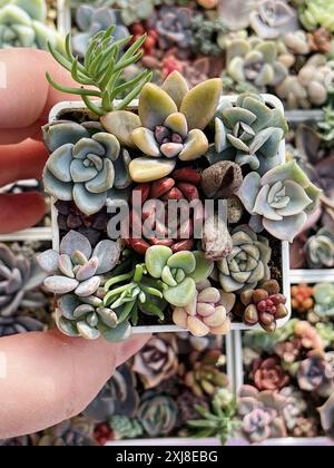 Petit jardin succulent. Succulent Sedum, Adromischus, Pachiveria, Echeveria Plant Flower Rosette sur fond de verdure fleurie, vue de dessus Banque D'Images